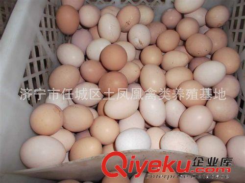 散養(yǎng) 土雞蛋      土鳳凰原始圖片2