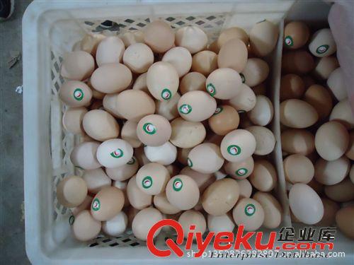 純正土雞蛋   廠家直銷   濟寧 土鳳凰原始圖片3