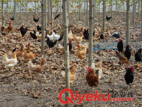 淘汰土雞（老母雞） 土鳳凰
