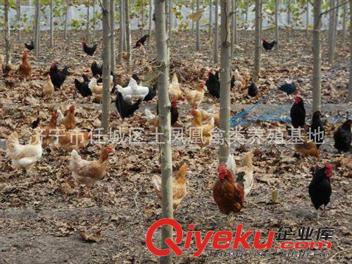 淘汰土雞（老母雞） 土鳳凰