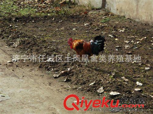 濟寧 任城區土鳳凰 散養 笨公雞 烏公雞