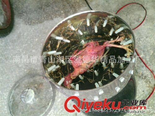 廠家愛德華迷你脫毛機 家禽脫毛機 自動家禽脫毛機 新型脫毛機