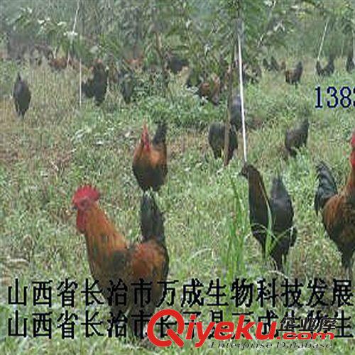 【萬成生態(tài)】專業(yè)禽類養(yǎng)殖  優(yōu)質源頭散養(yǎng)雞 綠色生態(tài)養(yǎng)殖基地原始圖片2