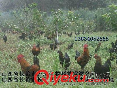 【萬成生態(tài)】專業(yè)禽類養(yǎng)殖  優(yōu)質源頭散養(yǎng)雞 綠色生態(tài)養(yǎng)殖基地原始圖片3