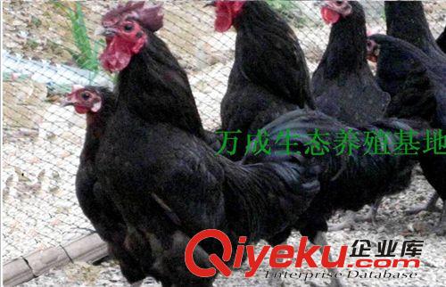 【萬(wàn)成生態(tài)】專(zhuān)業(yè)禽類(lèi)養(yǎng)殖  優(yōu)質(zhì)源頭散養(yǎng)雞 綠色生態(tài)養(yǎng)殖基地