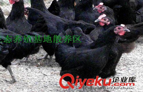 【萬(wàn)成生態(tài)】專(zhuān)業(yè)禽類(lèi)養(yǎng)殖  優(yōu)質(zhì)源頭散養(yǎng)雞 綠色生態(tài)養(yǎng)殖基地