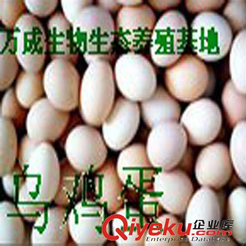 【萬成生態(tài)】專業(yè)禽類養(yǎng)殖 散養(yǎng)優(yōu)質(zhì)烏雞雞蛋 綠色生態(tài)養(yǎng)殖基地原始圖片3