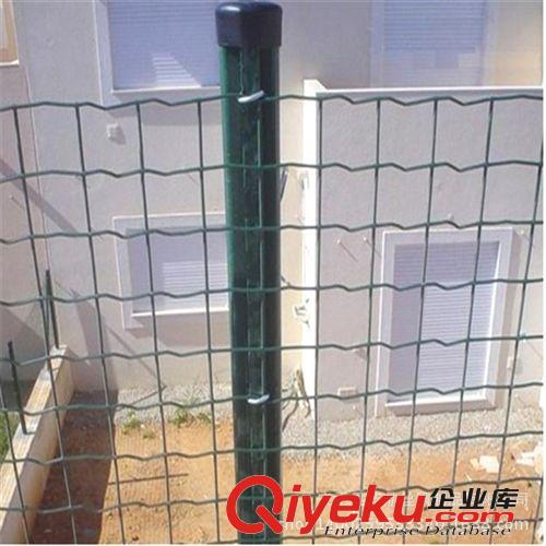 廠家直銷圈玉米專用荷蘭網(wǎng) 綠色浸塑鐵絲網(wǎng) 優(yōu)質(zhì)荷蘭網(wǎng)原始圖片3