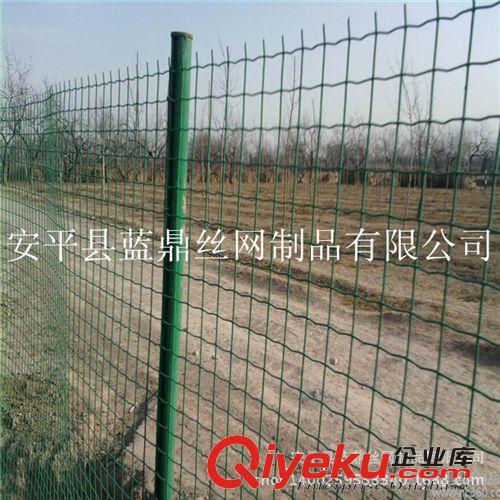 現貨熱銷圈地養殖用電焊網 涂塑鐵絲荷蘭網