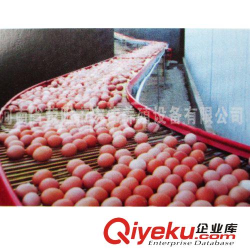 供應養雞設備 層疊式全自動化養殖 自動撿蛋 質量保證原始圖片2