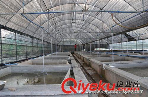 淡水魚養殖大棚樣例 原盛和溫室大棚原始圖片3