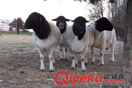 山西永濟杜泊綿羊養(yǎng)殖場 大量出售羊苗 孕羊肉羊種羊 供圈養(yǎng)技術(shù)