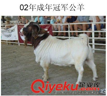 山東犇祥牧業(yè)—波爾山羊原種場羊羔 肉羊 種公羊
