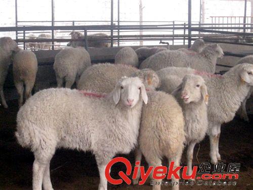 青海小尾寒羊買賣信息 大量供應(yīng)小尾寒羊 肉羊種羊羊羔 免費(fèi)運(yùn)輸