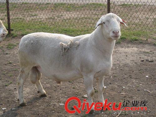青海小尾寒羊買賣信息 大量供應(yīng)小尾寒羊 肉羊種羊羊羔 免費(fèi)運(yùn)輸