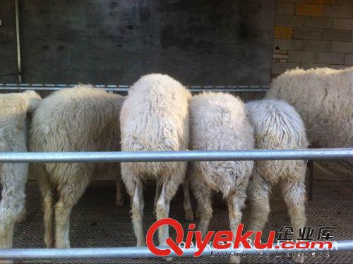 陜西小尾寒羊買賣信息 大量供應(yīng)小尾寒羊 肉羊種羊羊羔 免費(fèi)運(yùn)輸