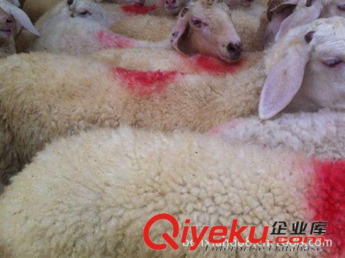 肉羊羔價格小羊羔最近價格銷售 大量出售小尾寒羊 種羊