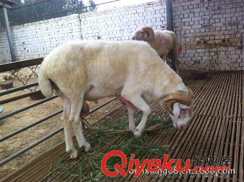肉羊羔價格小羊羔最近價格銷售 大量出售小尾寒羊 種羊