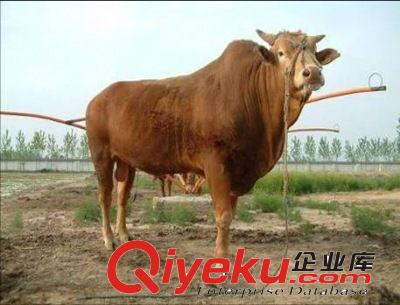 到哪里買肉牛犢 火爆銷售魯西黃牛牛犢 肉牛犢種牛免費送貨到家