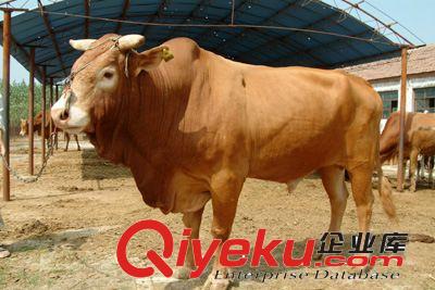 到哪里買肉牛犢 火爆銷售魯西黃牛牛犢 肉牛犢種牛免費送貨到家