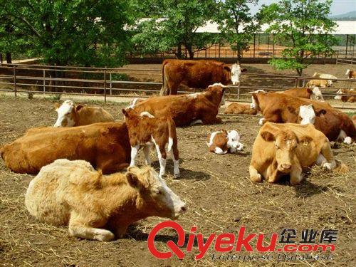 肉牛養(yǎng)殖基地 低價(jià)銷(xiāo)售優(yōu)質(zhì)魯西黃牛 西門(mén)塔爾 利木贊 牛犢種牛