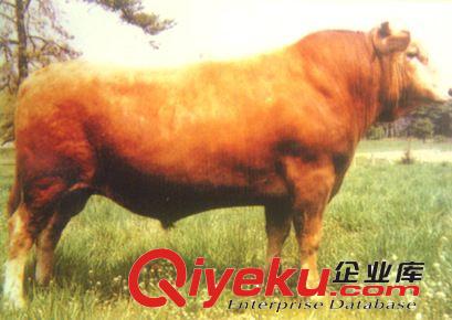 山西潞城肉牛養(yǎng)殖場 火爆銷售黃牛牛犢 肉牛種牛提供技術(shù)原始圖片2