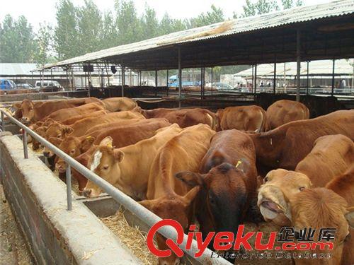 山西潞城肉牛養(yǎng)殖場 火爆銷售黃牛牛犢 肉牛種牛提供技術(shù)原始圖片3