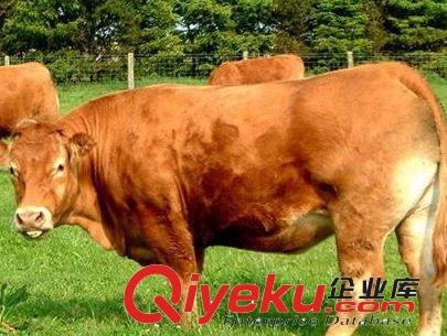 肉牛 育肥快的肉牛犢 魯西黃牛出欄中 歡迎考察選購