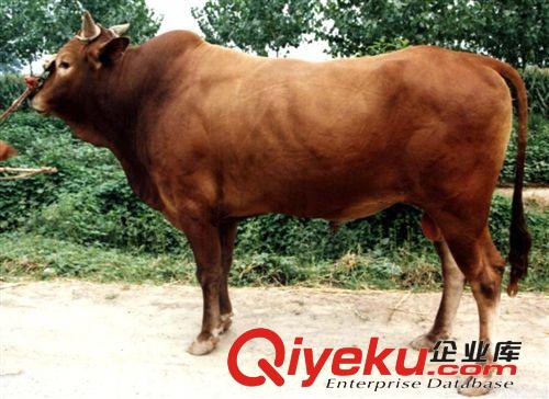 肉牛 育肥快的肉牛犢 魯西黃牛出欄中 歡迎考察選購