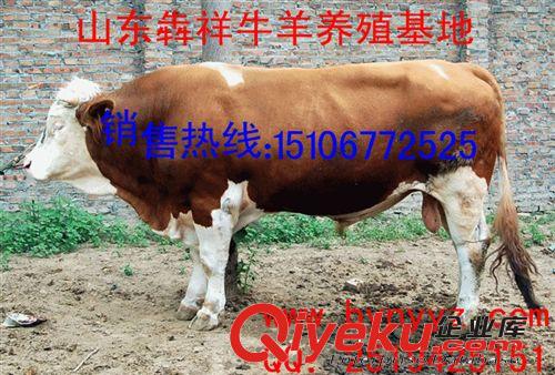 山西潞城肉牛養(yǎng)殖場(chǎng) 火爆銷(xiāo)售西門(mén)塔爾牛犢 肉牛種牛提供養(yǎng)殖技術(shù)