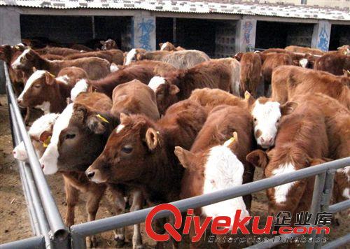 山西潞城肉牛養(yǎng)殖場(chǎng) 火爆銷(xiāo)售西門(mén)塔爾牛犢 肉牛種牛提供養(yǎng)殖技術(shù)