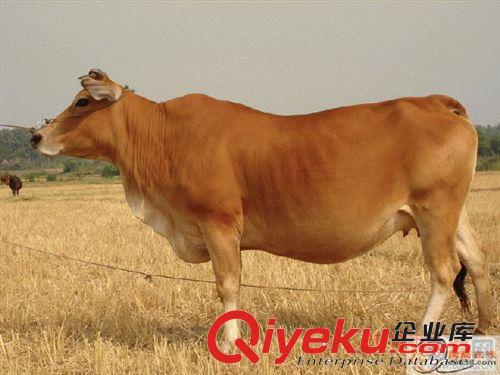 山西潞城肉牛養(yǎng)殖場 火爆銷售雜交牛牛犢 肉牛種牛免費(fèi)運(yùn)輸