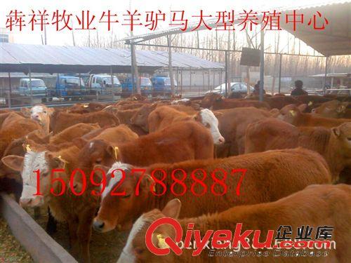 安徽六安肉牛養(yǎng)殖基地 火爆銷售魯西黃牛牛犢 肉牛 種牛貨到付款