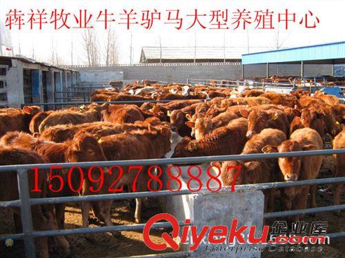 安徽六安肉牛養(yǎng)殖基地 火爆銷售魯西黃牛牛犢 肉牛 種牛貨到付款