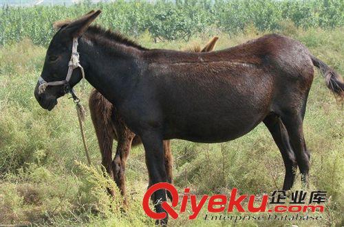 河北肉驢養(yǎng)殖場在哪里 華北驢肉驢種驢免費(fèi)運(yùn)輸