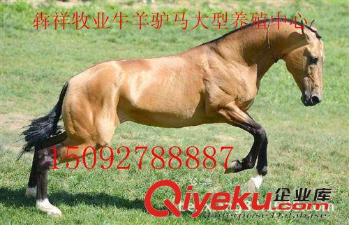 山東{zh0}的汗血馬 蒙古馬 盡在山東犇祥牧業(yè)15092788887