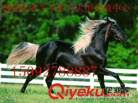 山東{zh0}的汗血馬 蒙古馬 盡在山東犇祥牧業(yè)15092788887