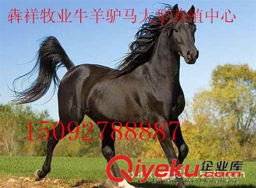 蒙古馬 旅游馬 伊犁馬 三河馬 汗血寶馬起源及價(jià)格多少錢一匹