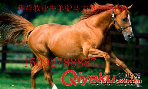 蒙古馬 旅游馬 伊犁馬 三河馬 汗血寶馬起源及價(jià)格多少錢一匹