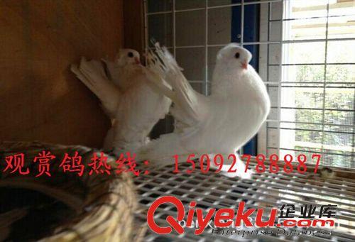 種鴿養殖基地長期出售大鼻子鴿子觀賞鴿 黑點子鴿 紅點子鴿
