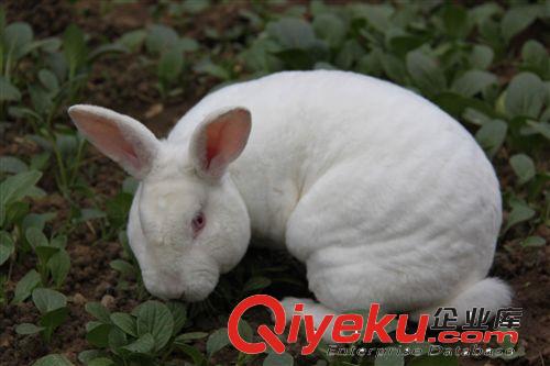 【北京兔子莊園】種兔肉兔低價批發肉兔養殖基地