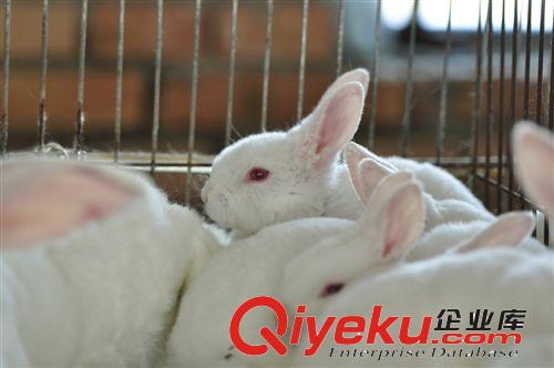 【北京兔子莊園】種兔肉兔低價批發肉兔養殖基地
