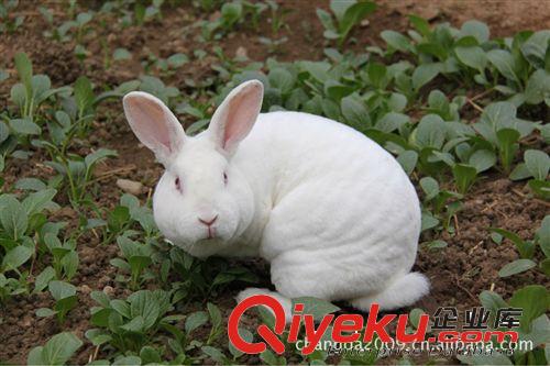 獺兔|獺兔種兔|北京獺兔種兔|獺兔皮