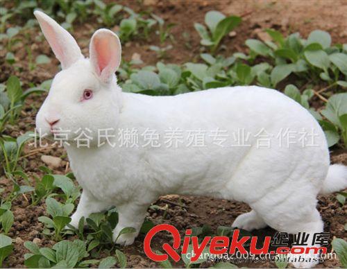 獺兔|獺兔種兔|北京獺兔種兔|獺兔皮