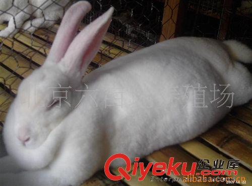 廠家專業養殖幼獺兔 {zx1}品種獺兔 優良品種兔