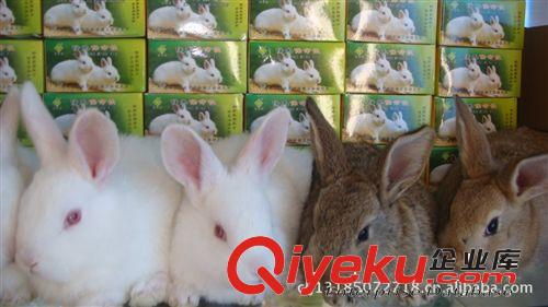 供應(yīng)伊拉克新西蘭兔、野兔、獺兔、種兔肉兔、燙兔供酒店飯店