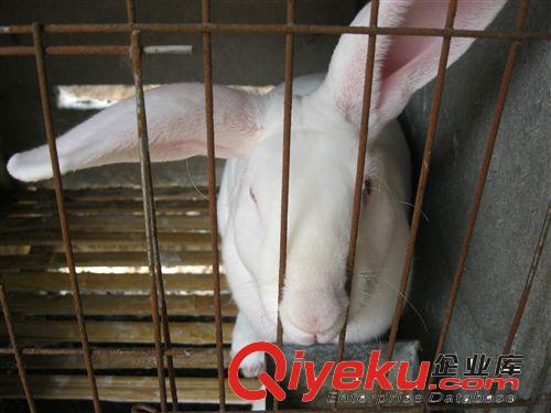 供應(yīng)獺兔—法系獺兔—美系獺兔--德系獺兔 價(jià)格優(yōu)惠