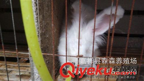 供應(yīng)獺兔—法系獺兔—美系獺兔--德系獺兔 價(jià)格優(yōu)惠