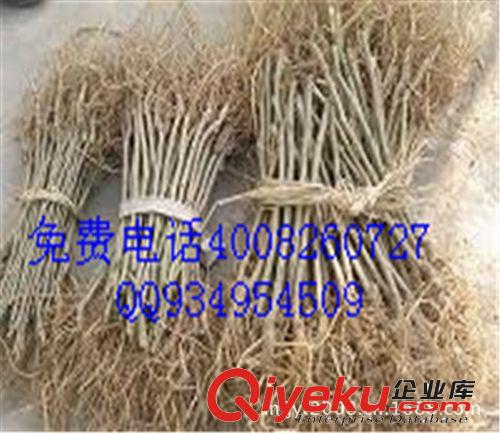 供應果桑苗大十,甜椹,桑果樹苗桑苗支持貨到付款原始圖片2