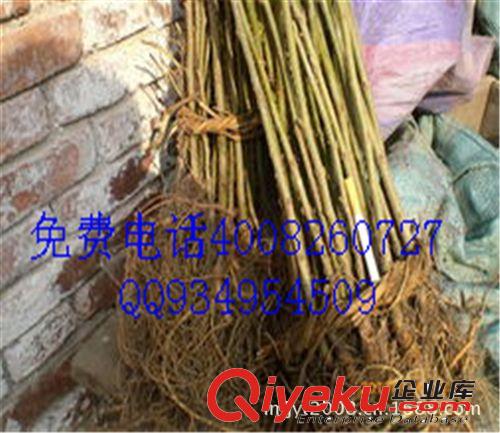 供應果桑苗大十,甜椹,桑果樹苗桑苗支持貨到付款原始圖片3